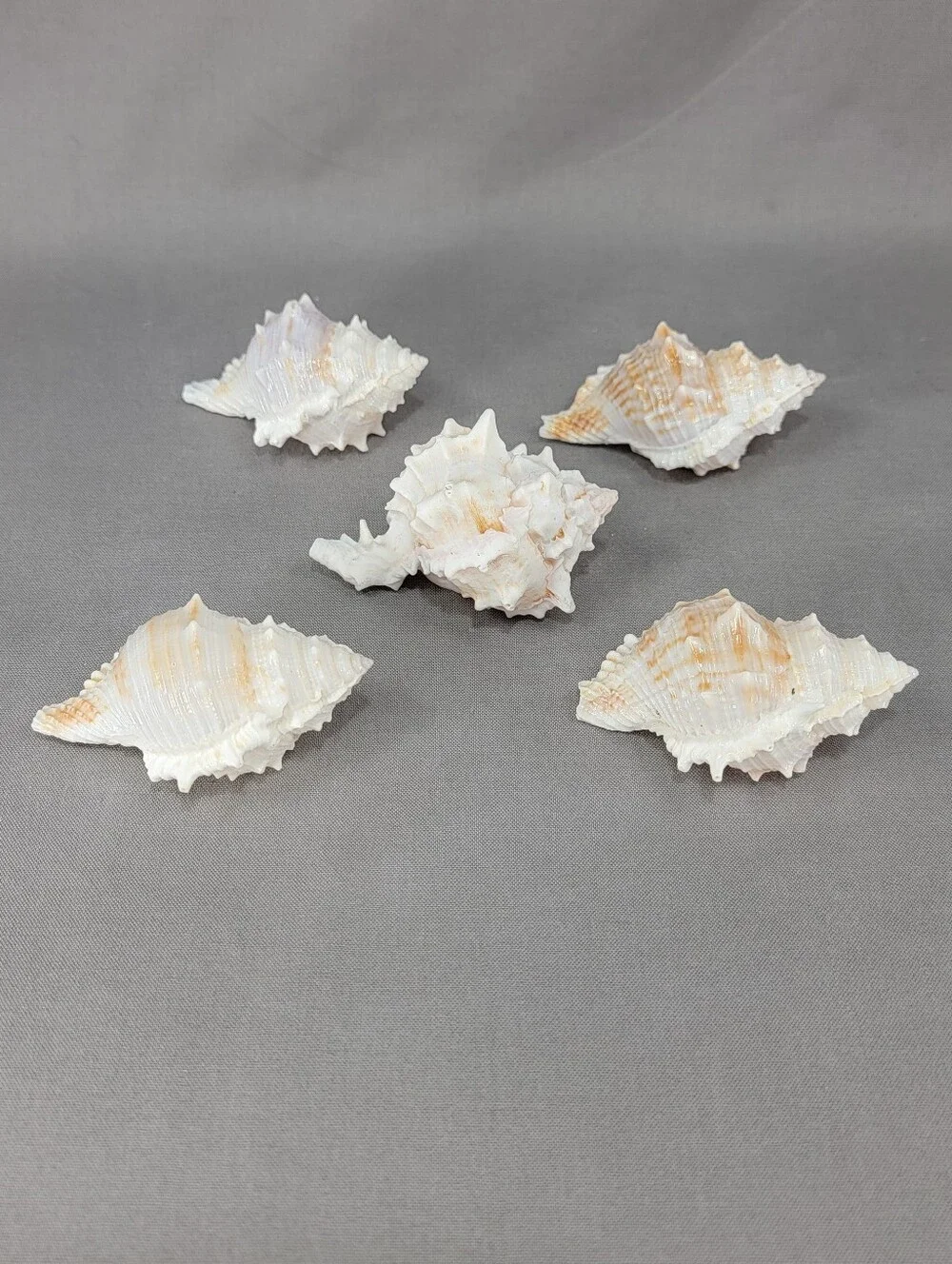 Murex Seashell Shell Mixed Lot 5 Coastal Beach Decor Crafts Natural